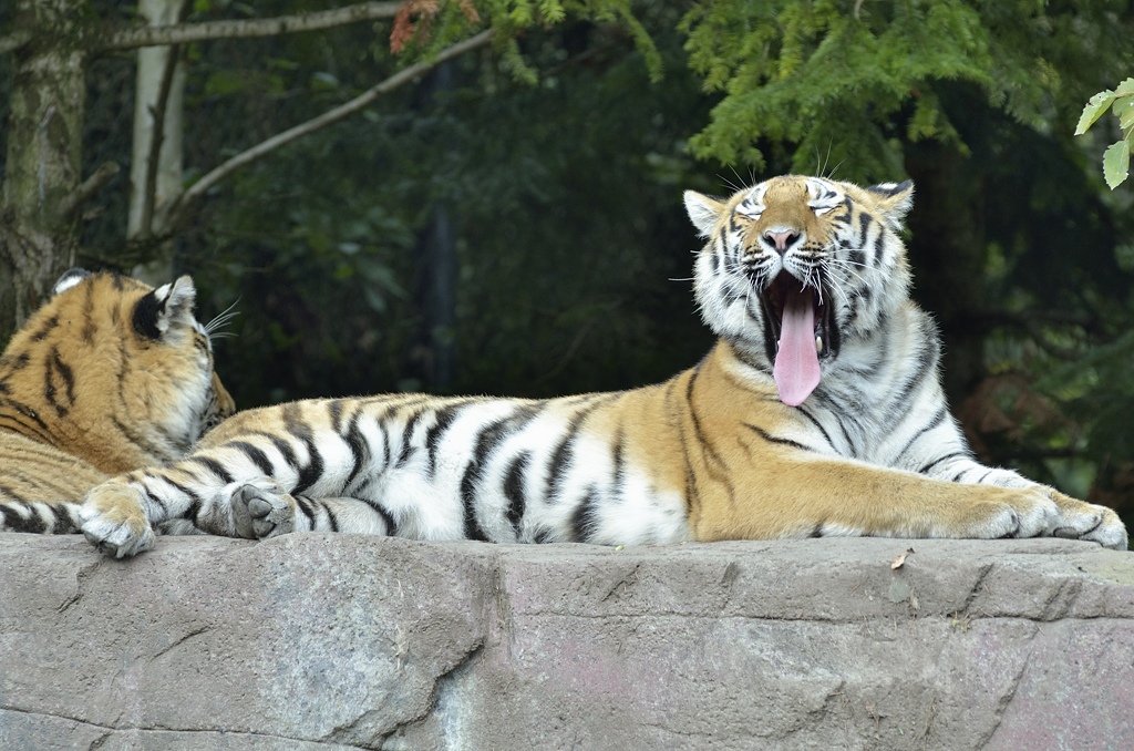 Tigernachwuchs fast erwachsen