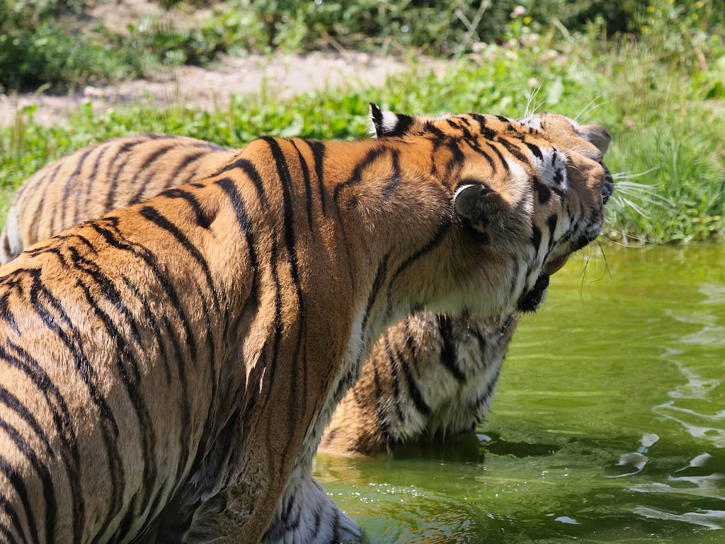 Tigerspiele 1