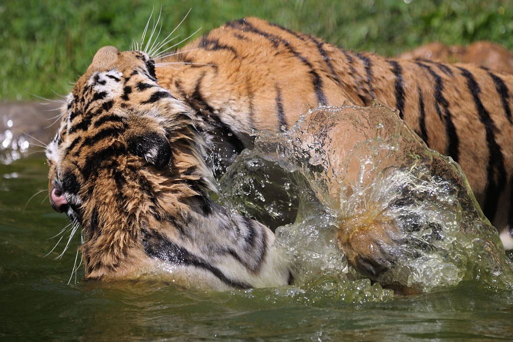 Tigerspiele 3