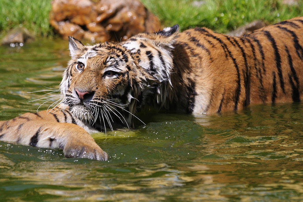 Tigerspiele 6