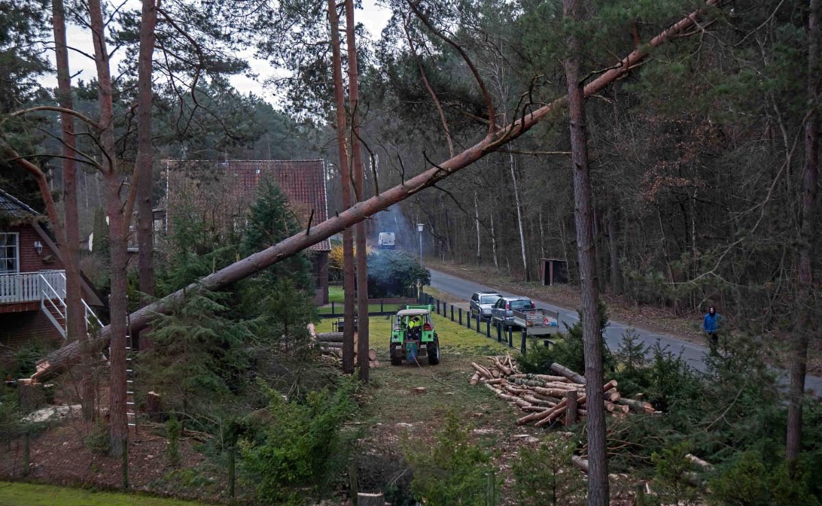 Timber 4.jpg