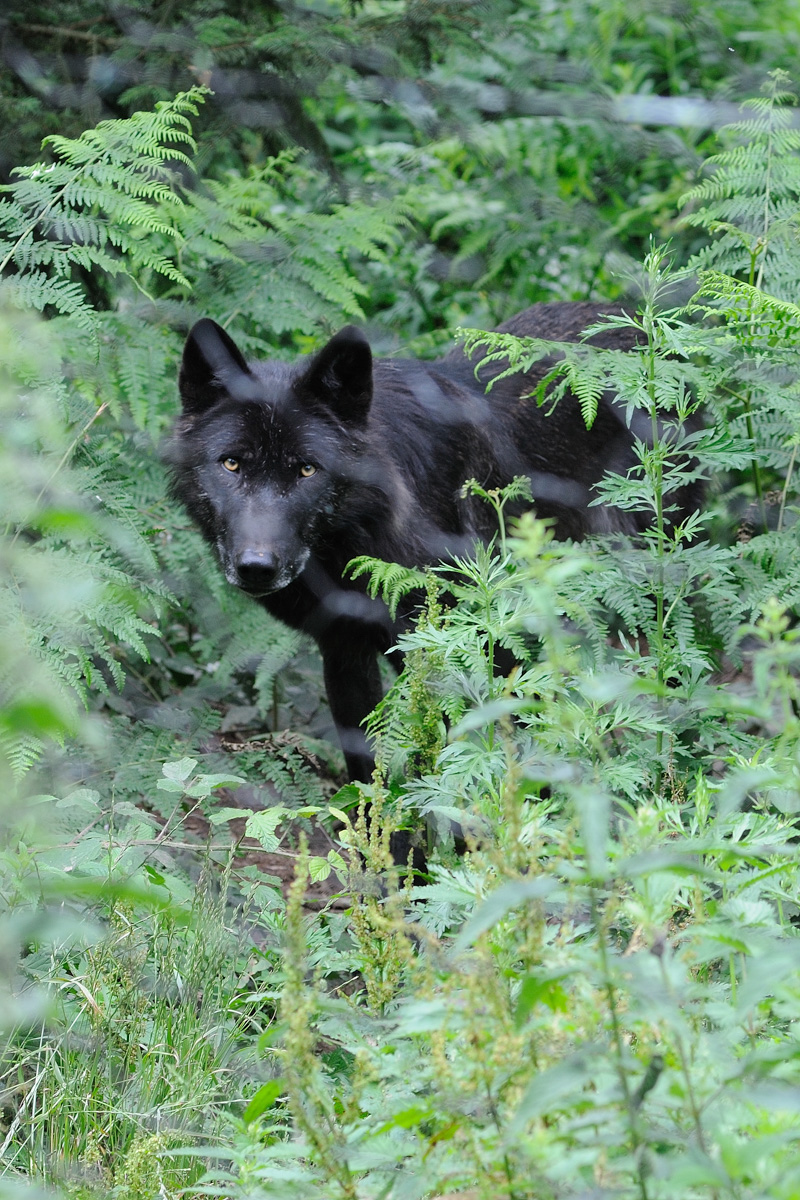 Timberwolf 2x