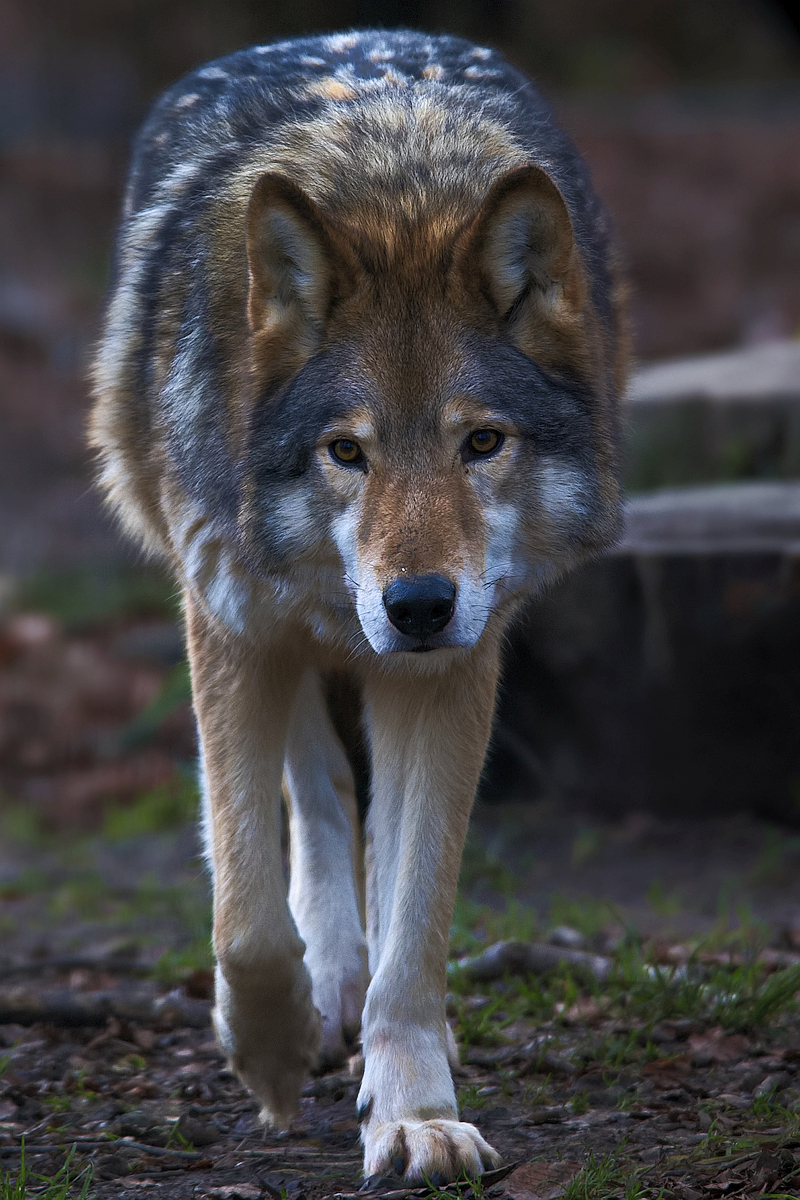 Timberwolf