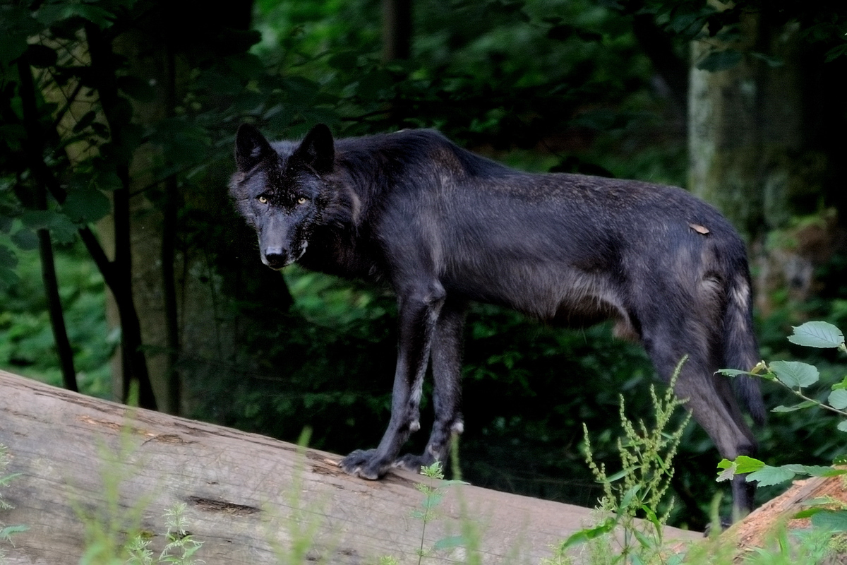 Timberwolf_x