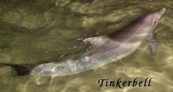 tinkerbell2