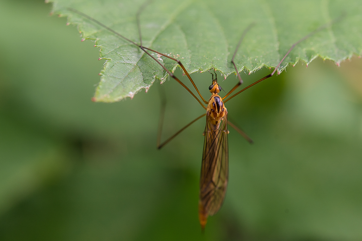 Tipula (1 von 1).JPG