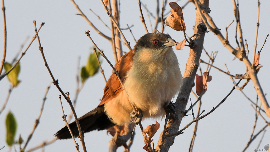 Tiputip  (Burchell's Coucal)
Ruaha Nationalpark

s510 Ruaha BurchellsCoucal 3578