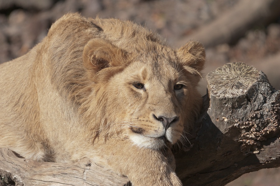Tired lion I