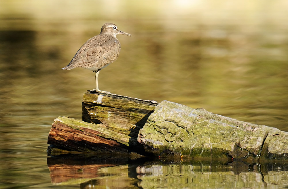 Titel: DSC9715
Kamera: D300 + AF-I 300mm f2.8 + TC-20EII = 600mm f10
Ort: Biggesee im Sauerland