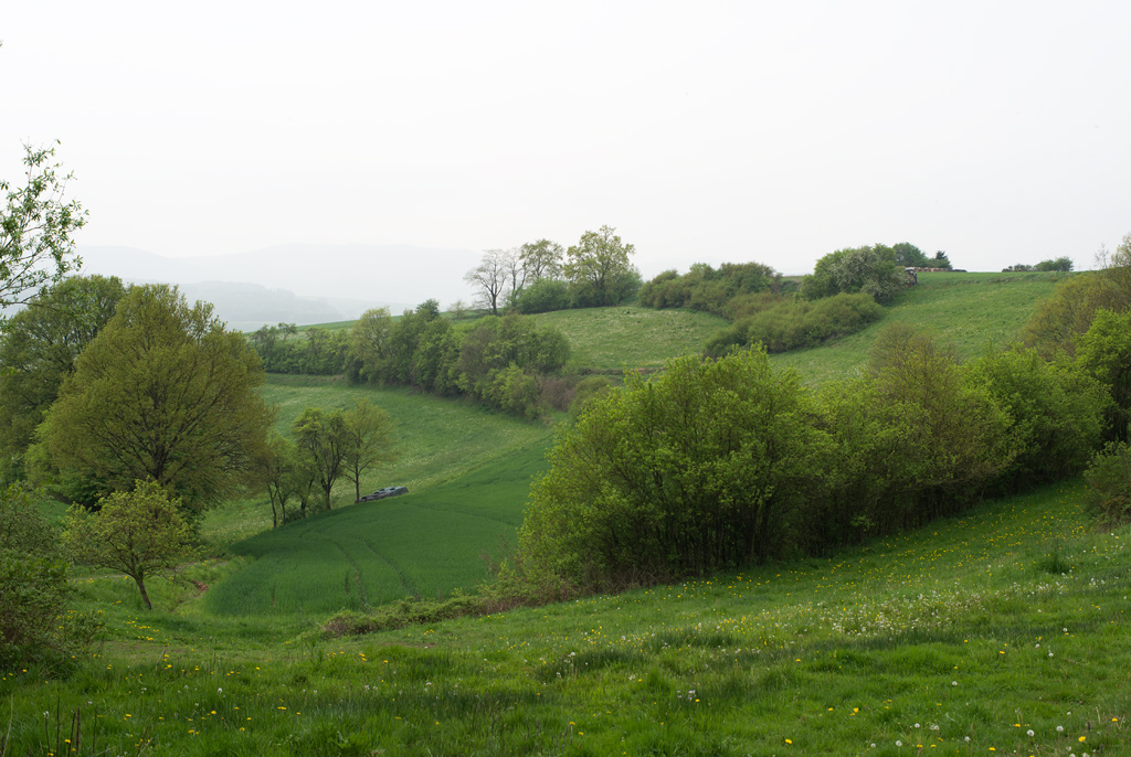 todi