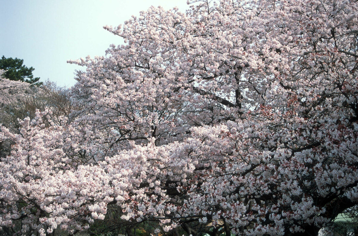 Tokyo, Kirschblüte 2.jpg