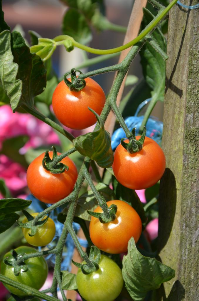 Tomaten 2011;)