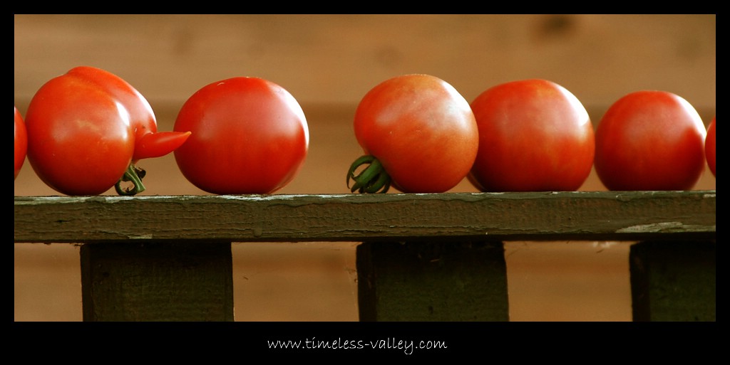 Tomaten

Nikon D80
(200mm, 1/80s, ISO 400, Blende 5.6)