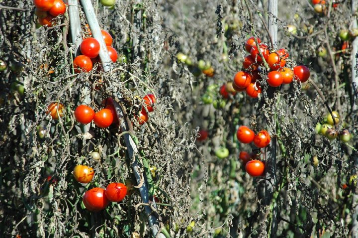 tomaten