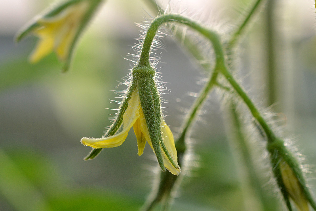 tomatenblüte 2017