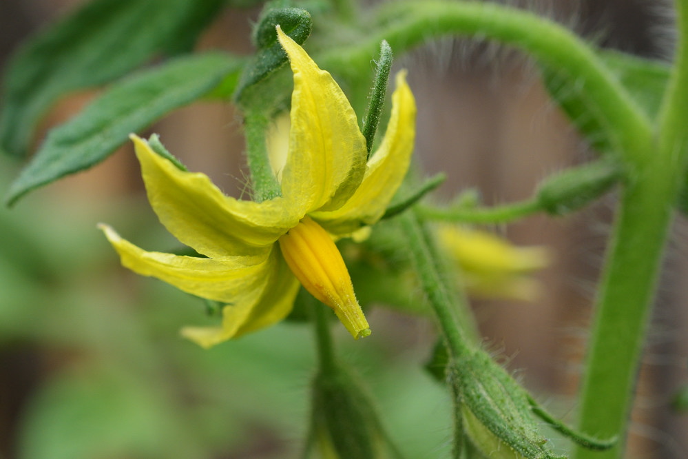 Tomatenblüte