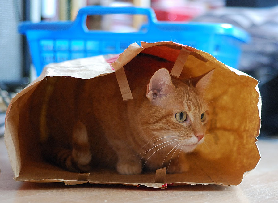 Tommy versteckt sich immer noch