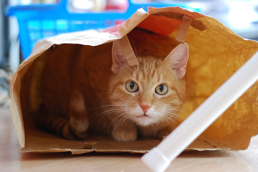 Tommy versteckt sich