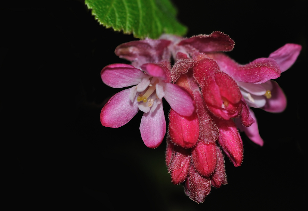 topvioa