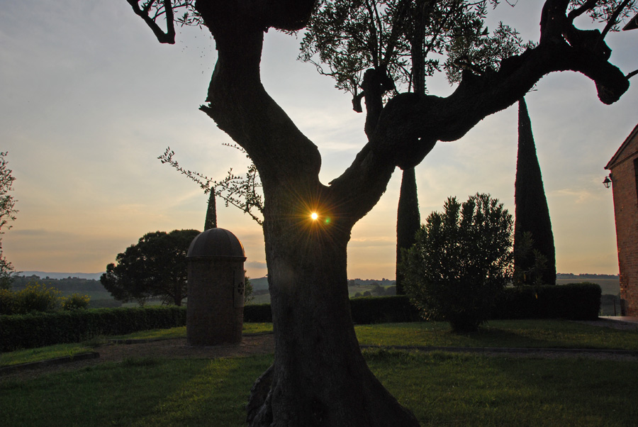 Toskana, Sonne, Olivenbaum1.