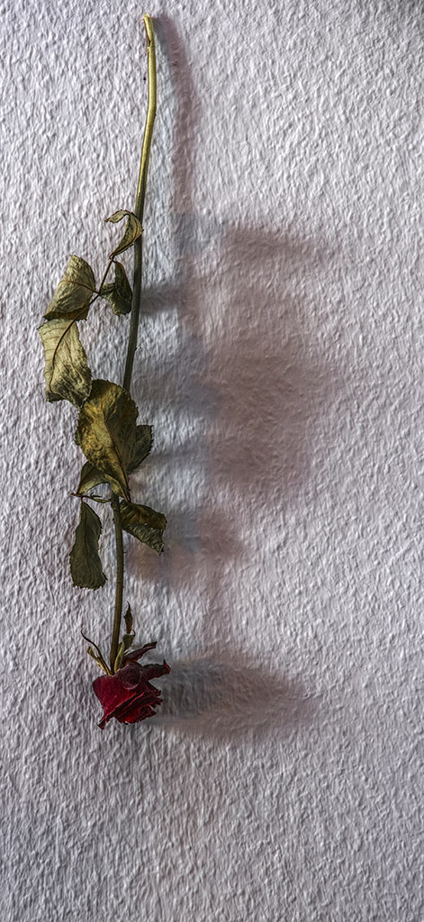 Tote Rose
