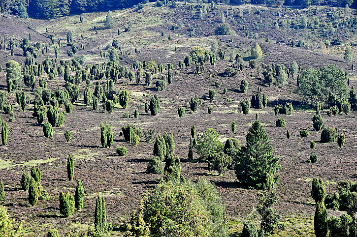 Totengrund Lüneburger Heide.jpg