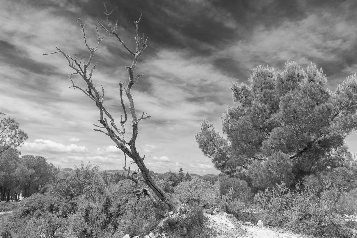 Toter Baum in Sigean