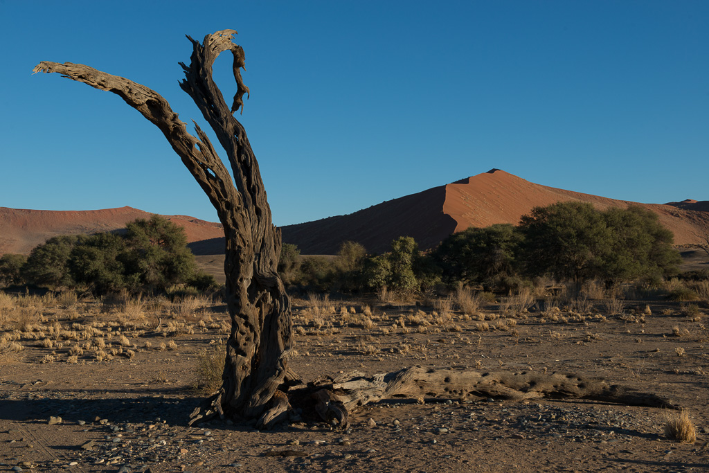 toter Baum mit Düne