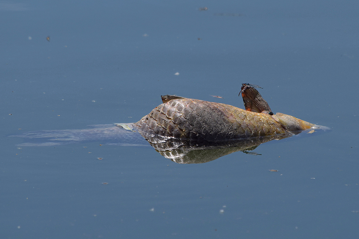Toter Fisch im Spiegel3