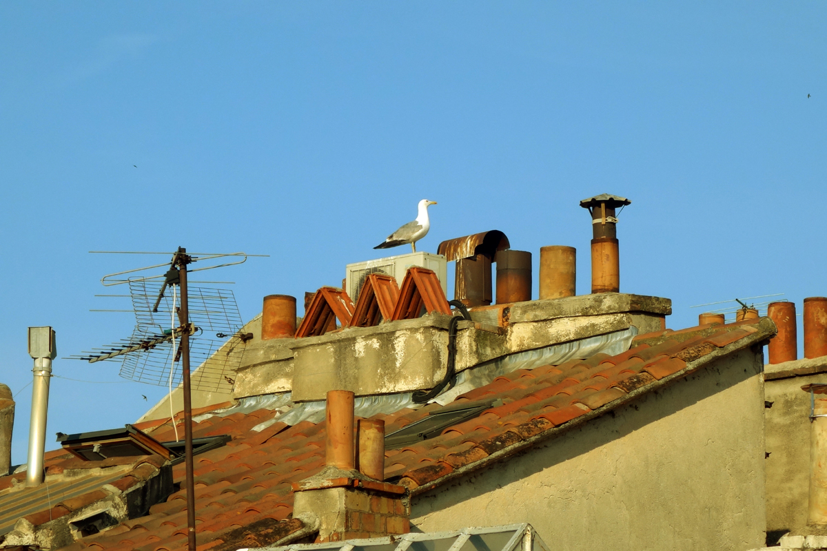 Toulon, Dachnachbar.jpg