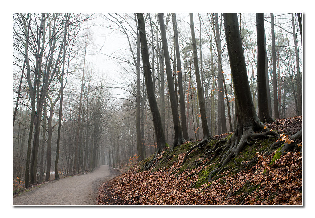 trüber wald