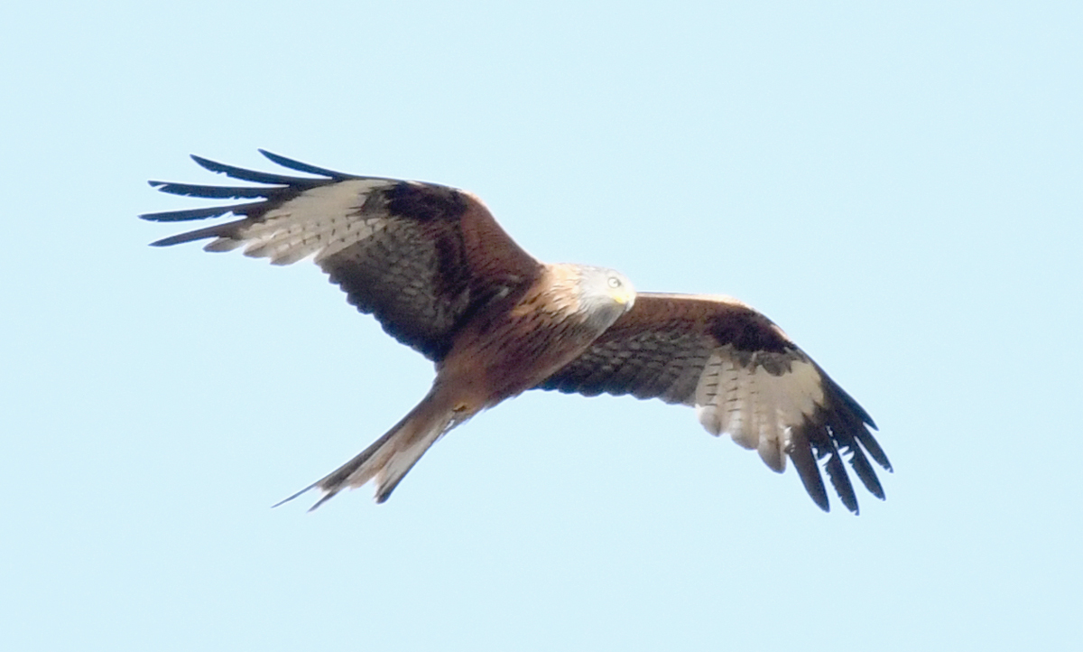 trainingsvogel.leer.jpg