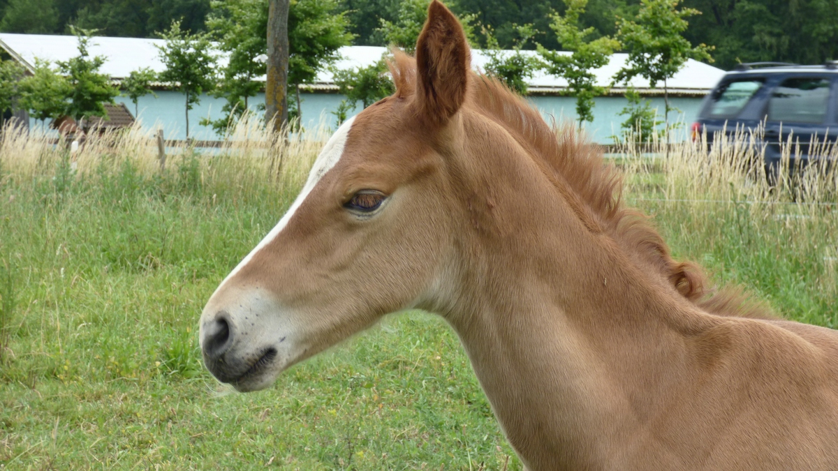 Trakehnerfüllen.jpg