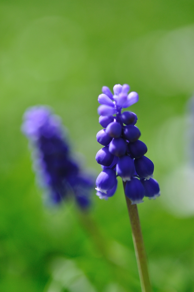 Traubenhyazinthe (Muscari negelctum)