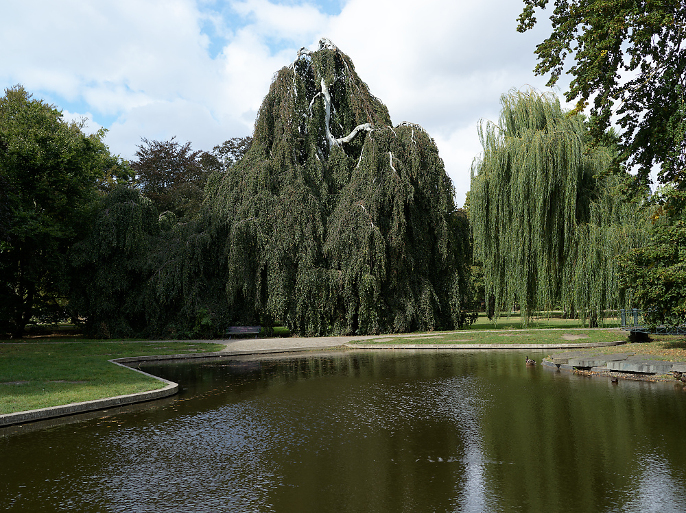Trauerbirke, Trauerweide.jpg