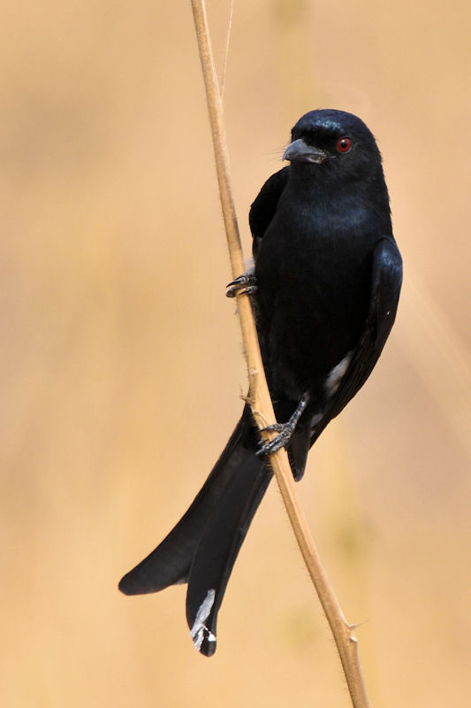 Trauerdrongo im Tarangire
0790