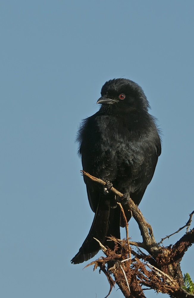 Trauerdrongo
