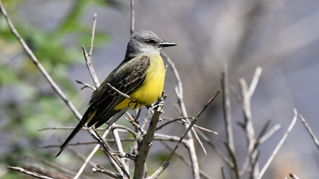 Trauertyrann (Tropical Kingbird)
Colonia del Sacramento

s370 Tropical Kingbird 9122