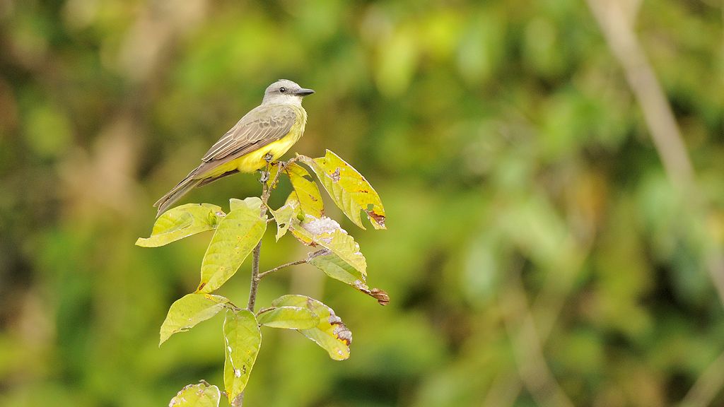 Trauertyrann (Tropical Kingbird)
Rupununi bei Karanambu
4672