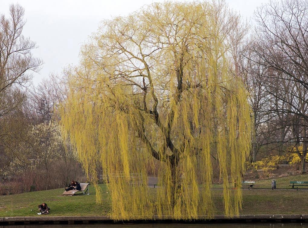 Trauerweide im fröhlichen Frühling in Berlin