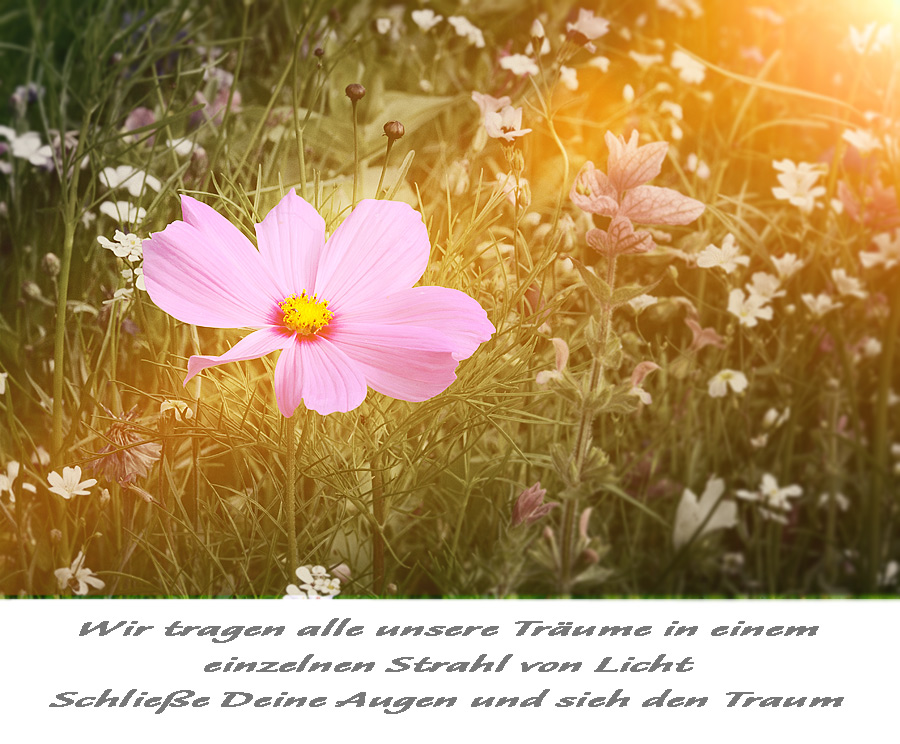 Traum