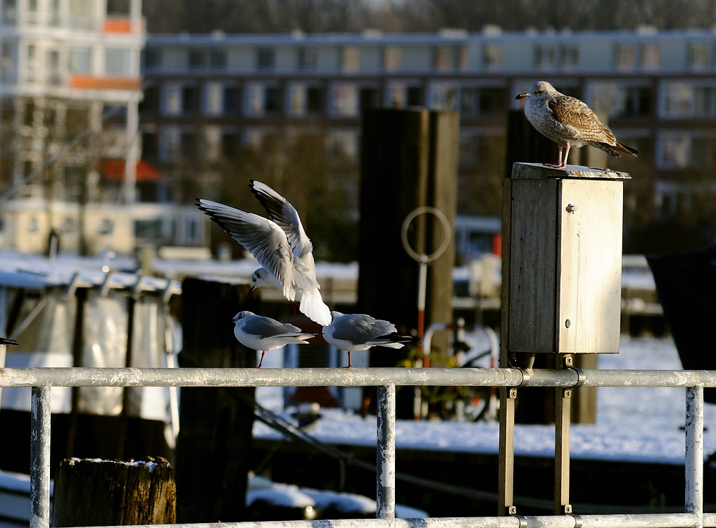 Travemünde tiefgekühlt14