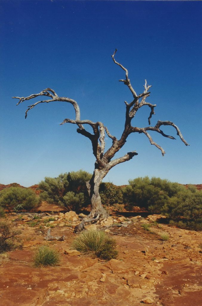 Tree2b