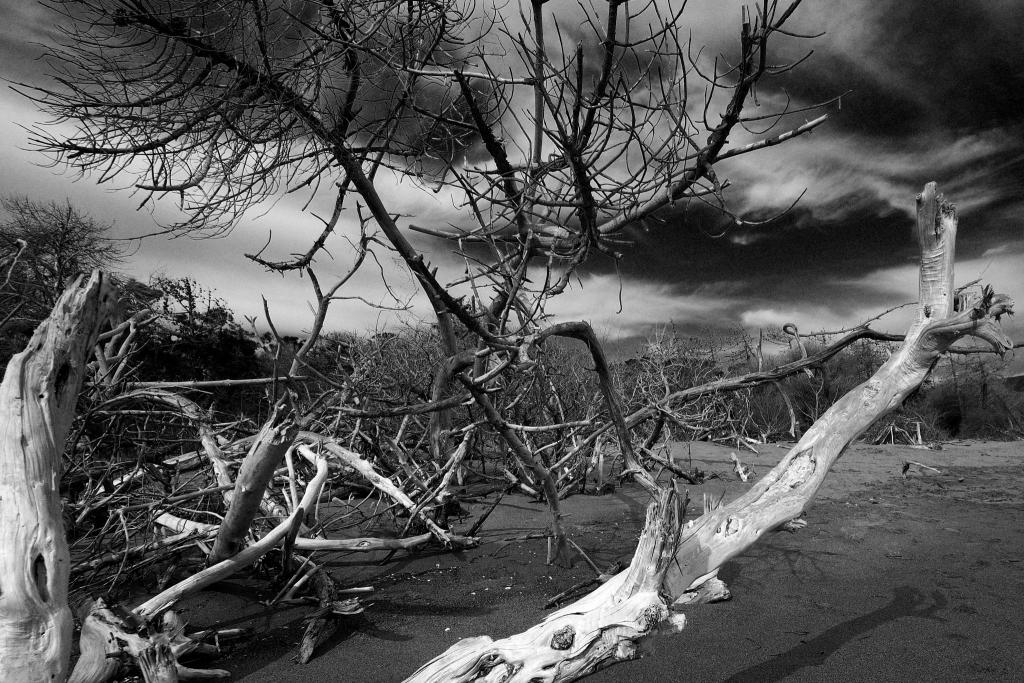trees 0  D7K4548 1 NX2