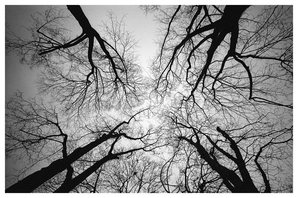 trees3nic