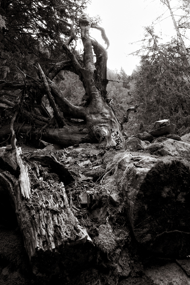 treesw