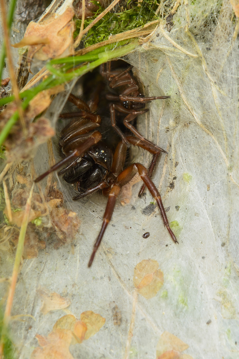 Trichternetzspinne 1
