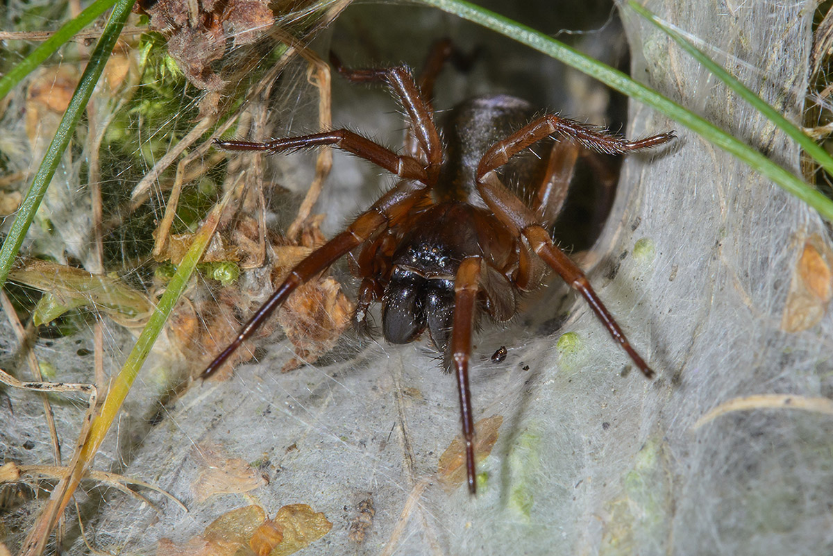 Trichternetzspinne