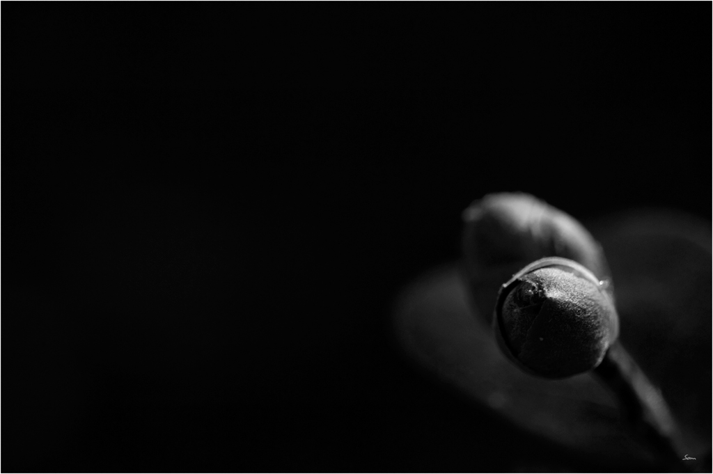 TriebDSC 0041