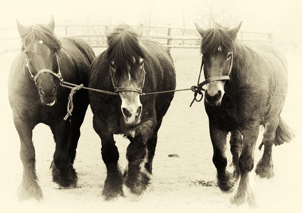 Trio